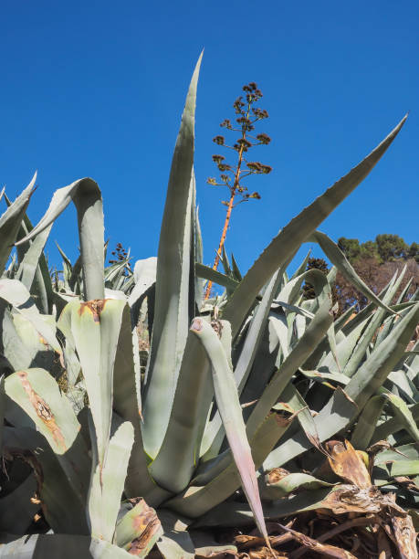 istock Agaves with blossom seen from above 639003260