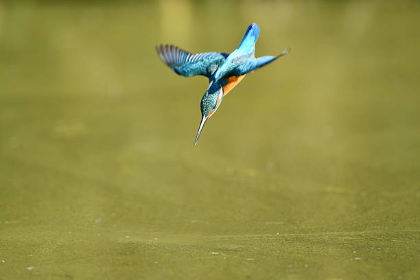 istock The kingfisher who is stepping down 639003286