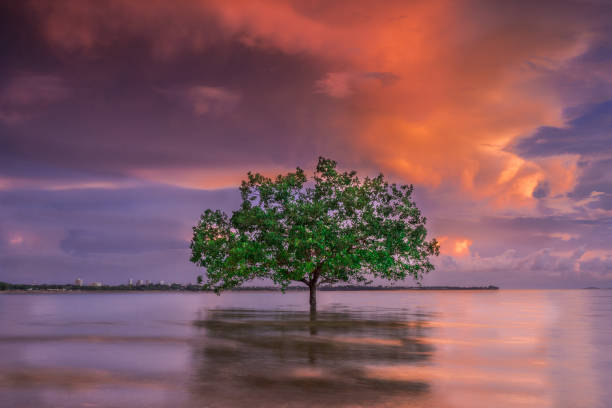 in between, einzelbaum darwin northern territory australien - darwin northern territory australia sunset stock-fotos und bilder