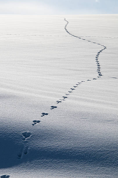 istock Footprints of animal on snow 639006870