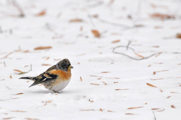 istock Little bird finding seeds in a snow 639007808