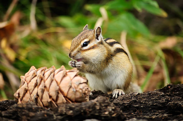 simpatico scoiattolo che mangia pigna. - chipmunk foto e immagini stock
