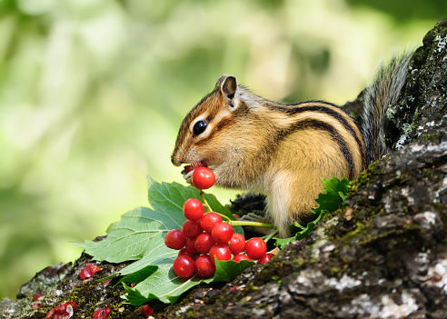 Chipmunk eating berries viburnum.