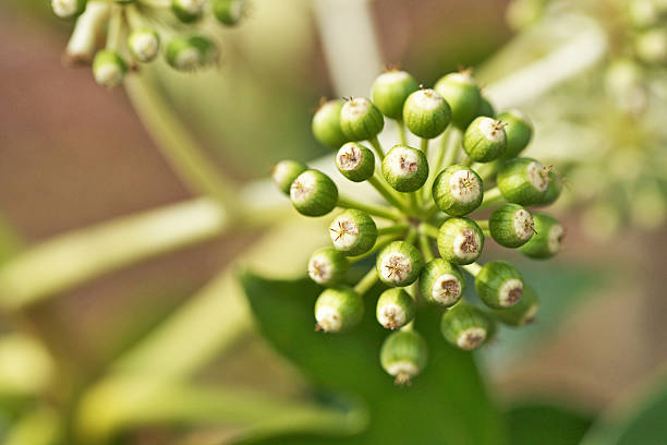 istock Fatsia japonica 639008044