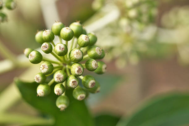 istock Fatsia japonica 639008094