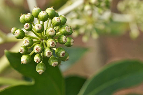istock Fatsia japonica 639008150