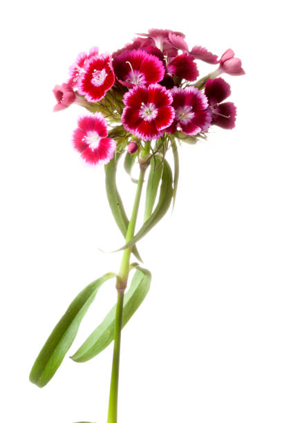 Dianthus barbatus or Sweet William Dianthus barbatus or Sweet William dianthus barbatus stock pictures, royalty-free photos & images