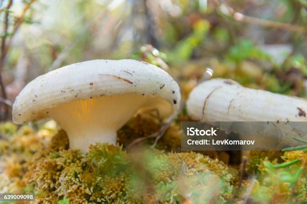 White Agaric Mushroom Stock Photo - Download Image Now - Autumn, Close-up, Drop