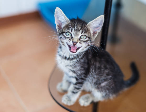 istock Little grey kitten mewing 639009106