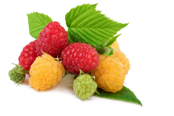 Isolated raspberry. Yellow and red raspberries with leaves on white