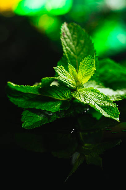 istock Fresh mint on the black mirror background 639011734