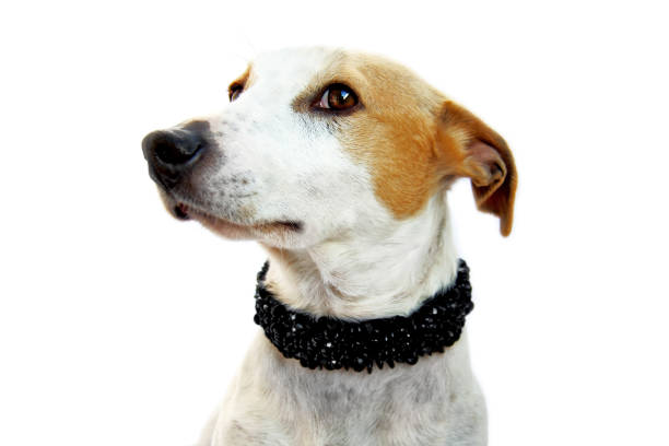 istock Jack russel terrier with fancy black collar 639014298