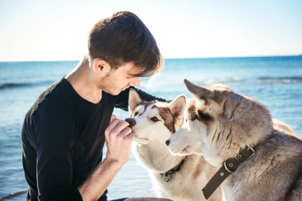 istock man with two husky dogs on beach 639014460