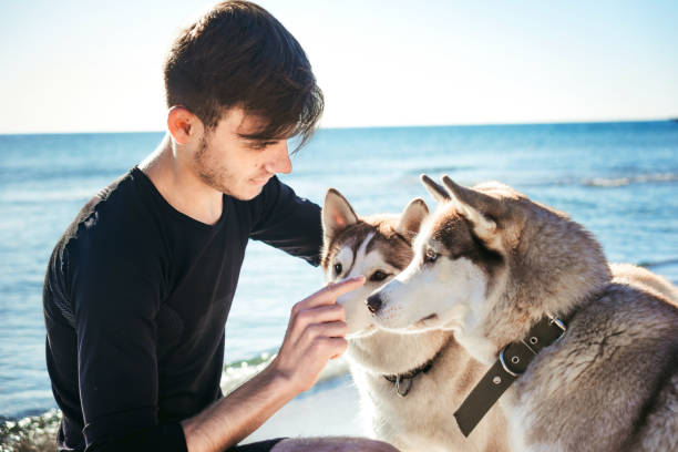 istock man with two husky dogs on beach 639014520