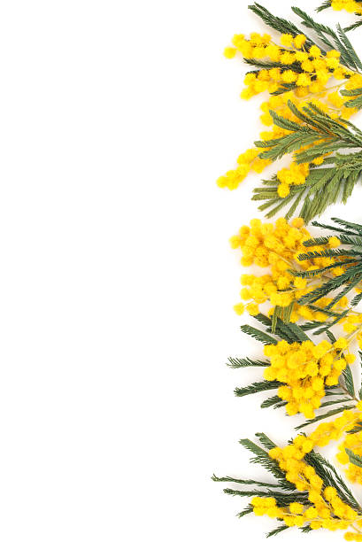 istock Branch of mimosa. 639014810