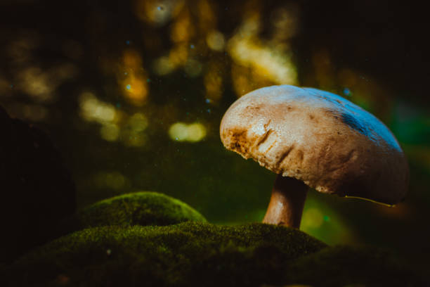 istock fresh mushroom forest champignons grows on moss 639014908