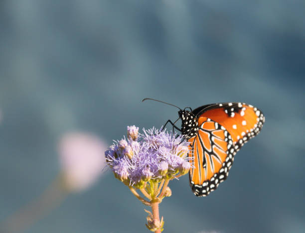istock Monarch butterfly isolated 639015228