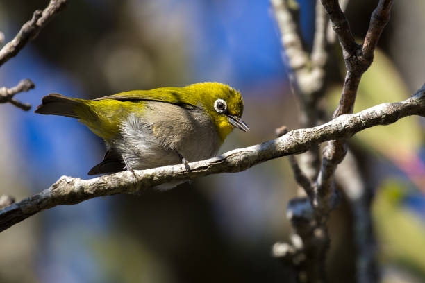 istock Cape white-eye, Zosterops virens 639015438