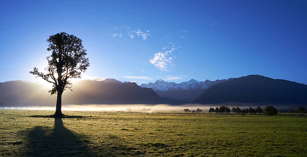 Silhouetted Tree And The Southern Alps The rising sun silhouettes a tree in a paddock near Fox Glacier, on New Zealand's South Island. In the distance looms the mighty Southern Alps. fox glacier photos stock pictures, royalty-free photos & images