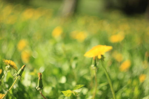 istock Soft-focus Beautiful Yellow flowers 639017852