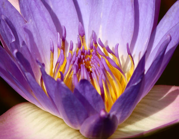 istock Purple waterlily macro 639019000