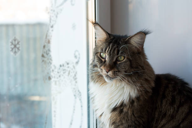 istock home pet cat looking at the window 639019560