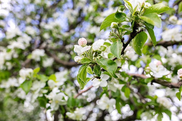 istock blooming apple trees in the park 639020370