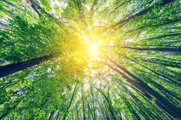 istock forest trees nature green wood sunlight backgrounds 639020612