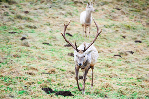 Stock photo of a Caribou with a record size rack.  Barren Ground Caribou.
