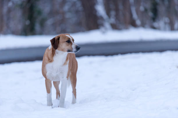 Dog left in the snow
