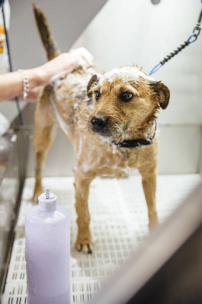 istock Dog Getting Shampooed At The Groomers 639022738