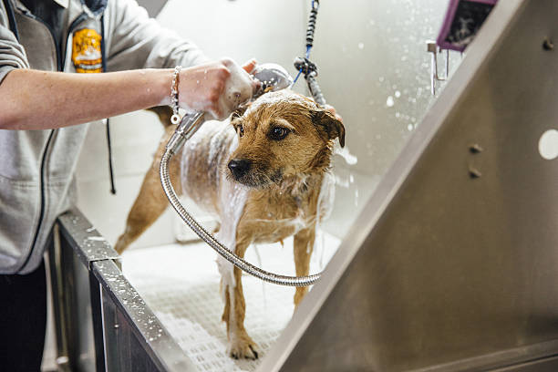 Dog Getting Shampooed At The Groomers