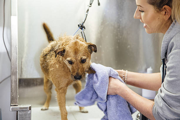 istock Getting Dry At The Groomers 639022890