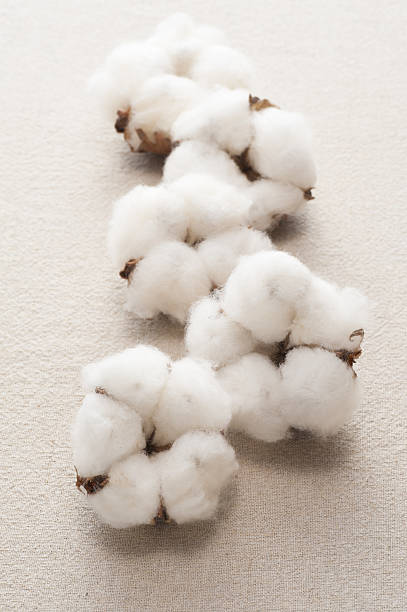 istock cotton flower on cloth background 639023360