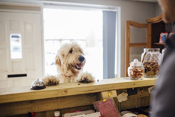 I'd Like A Trim Please Goldendoodle dog is jumping up at the reception desk of his grooming parlour. dog grooming stock pictures, royalty-free photos & images