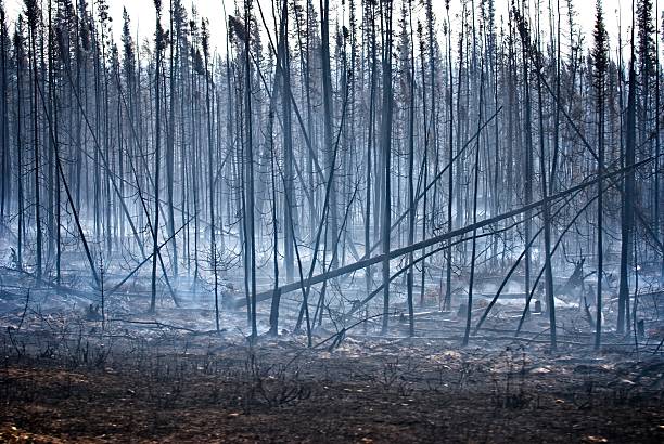 Forest fire damage with smoke. stock photo