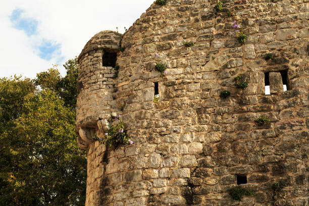Different plants grows on the ancient walls of the city Budva