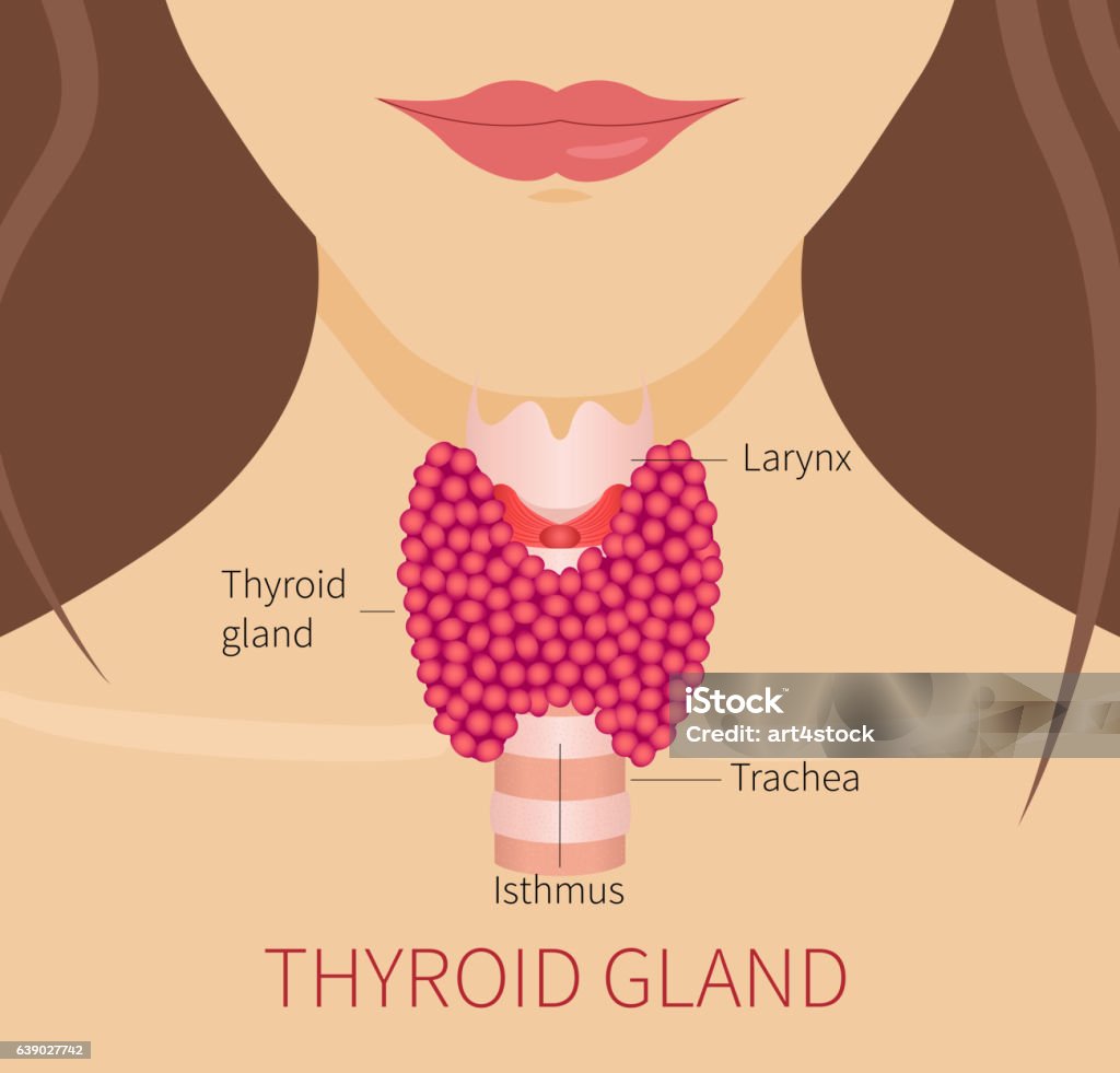 Thyroid gland of a woman Thyroid gland vector illustration. Thyroid gland and trachea shown on a woman's silhouette. Thyroid diagram sign. Medical concept. Anatomy of people. Thyroid Gland stock vector