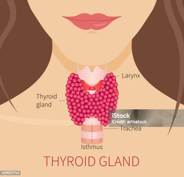 Thyroid Gland Of A Woman Stock Illustration - Download Image Now - Thyroid Gland, Activity, Alertness