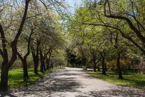 istock Blossoming apple trees alley in urban park. 639027936