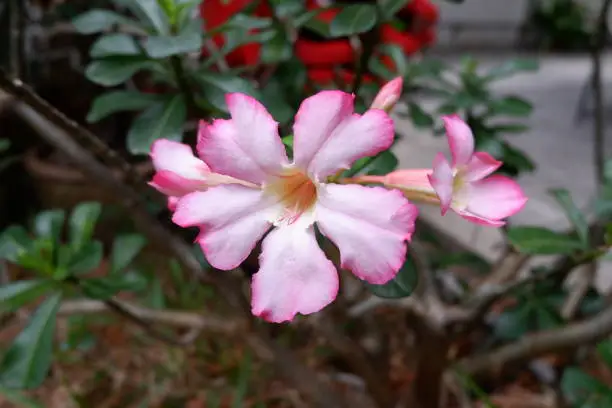  pink desert rose Desert Rose; Impala Lily; Mock Azalea