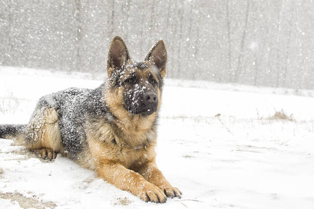 istock dog on a winter 639032522
