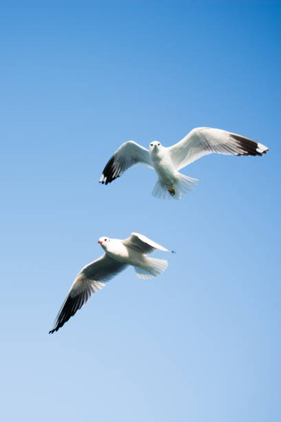 istock Seagulls flying in sky over the sea waters 639032838