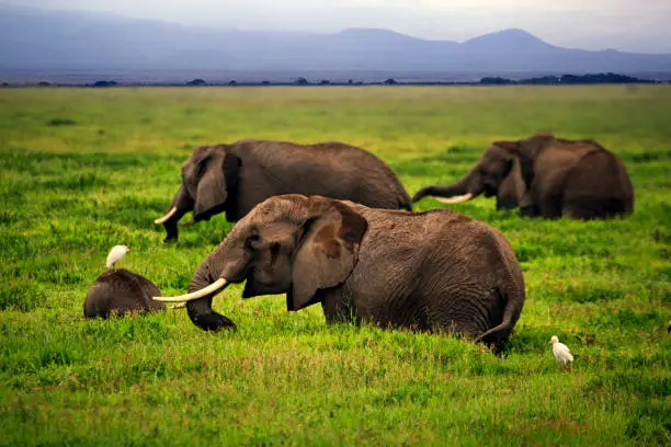 Elephants in Amboseli national park in Kenia