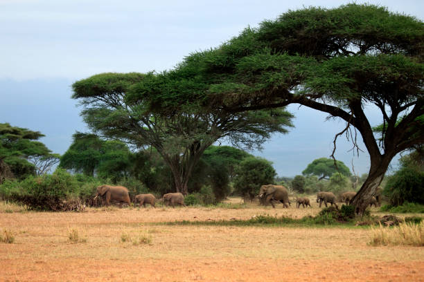 istock Elephants in Amboseli national park 639033274