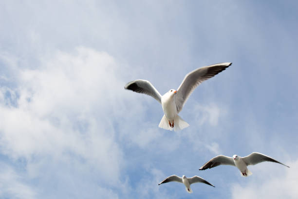 istock Seagulls flying in sky over the sea waters 639033902