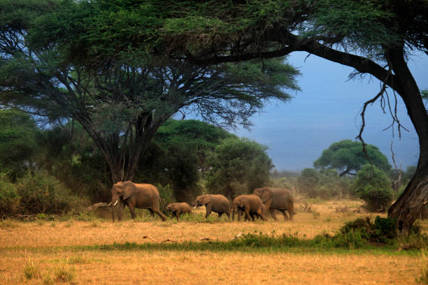 istock Elephants in Amboseli national park 639033936