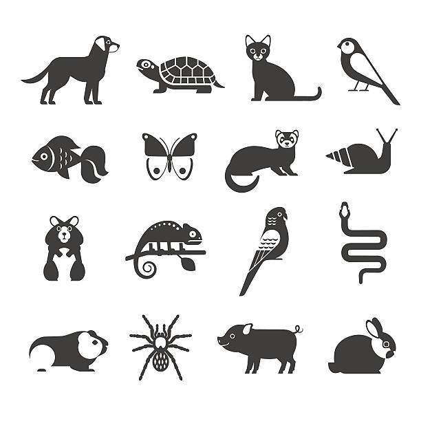 Pets icons set. Vector collection of modern black icons of domestic mammals, rodents, insects, birds and reptiles, including dog, cat, rabbit, ferret, parrot, snake, chameleon, hamster and tarantula. pet snake stock illustrations