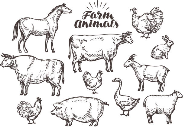 Farm, vector sketch. Collection animals such as horse, cow, bull Farm, sketch. Collection animals isolated on white background sheep illustrations stock illustrations