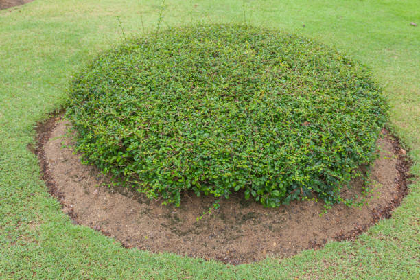 istock round green bush in the park 639035786